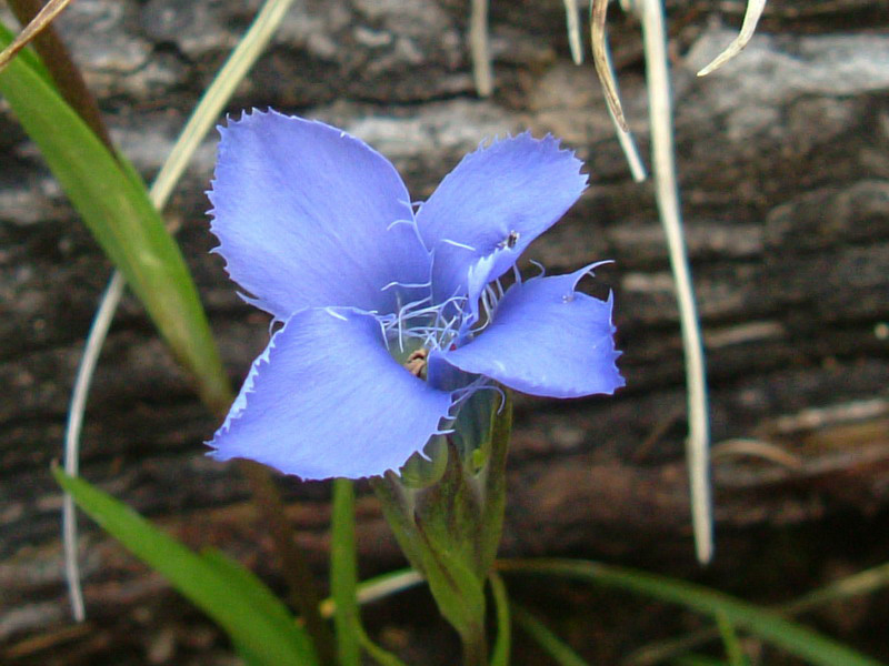 Gentianopsis ciliata / Genziana sfrangiata