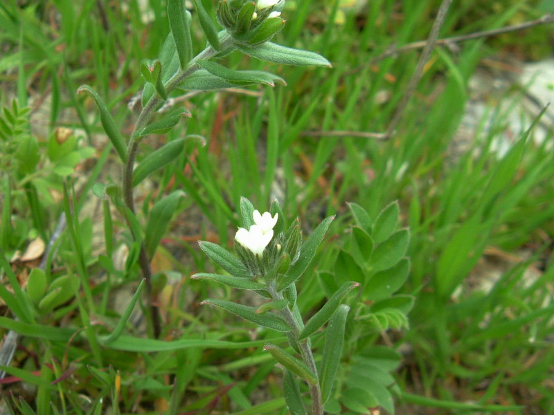 Da determinare 5 - Buglossoides arvensis