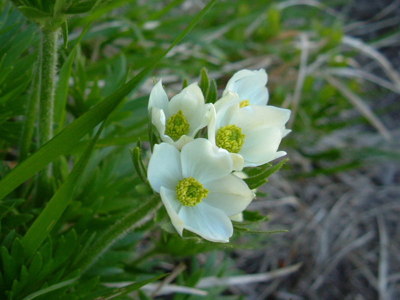 Anemonastrum narcissiflorum (=Anemone narcissiflora)