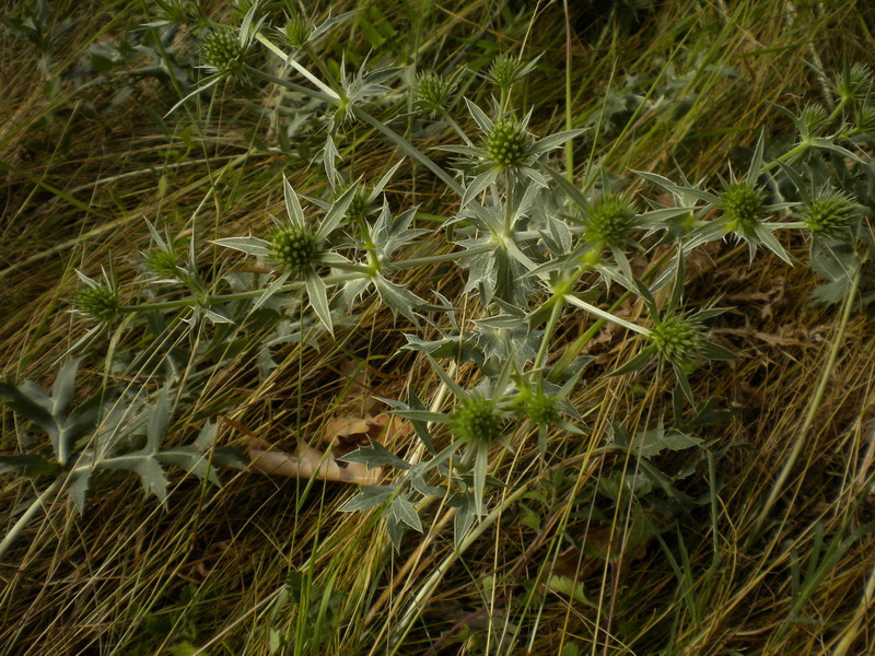 Eryngium campestre