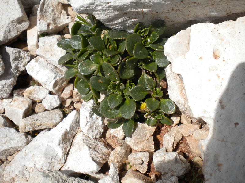 Noccaea rotundifolia (=Thlaspi rotundifolium) / Tlaspi a foglie rotonde