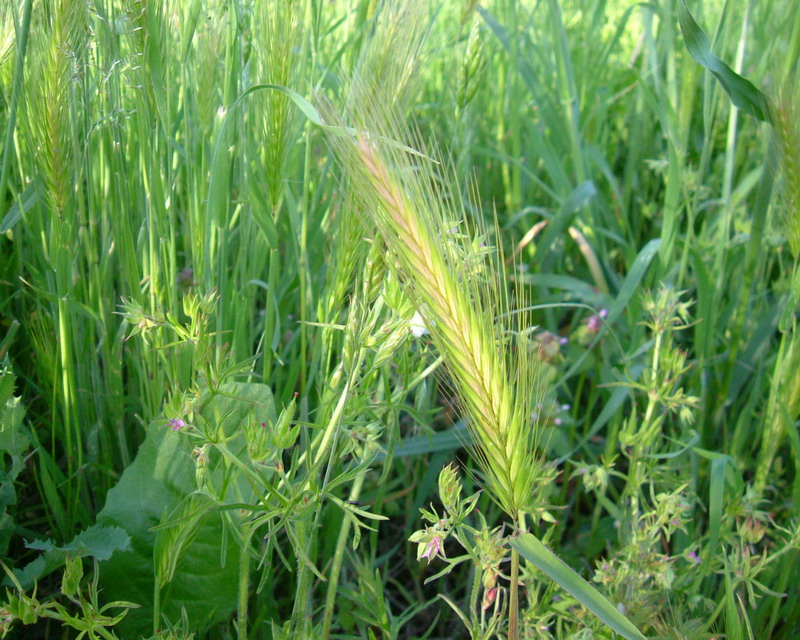 Hordeum murinum / Orzo selvatico