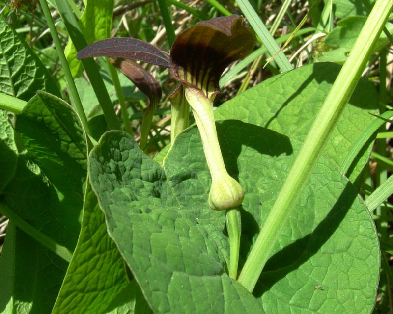 Aristolochia nera - Aristolochia rotunda