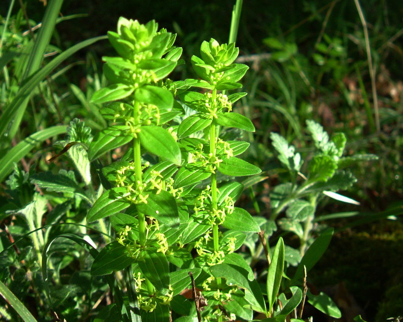 Cruciata glabra