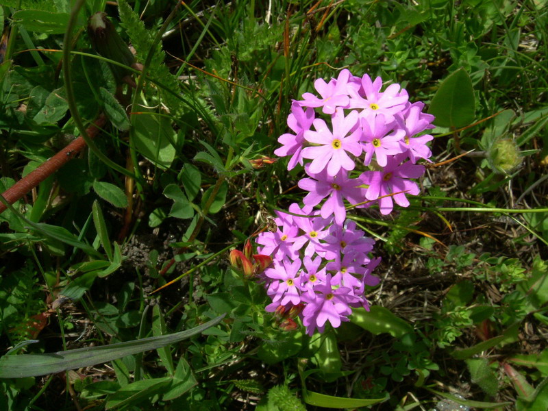 Primula farinosa / Primula farinosa