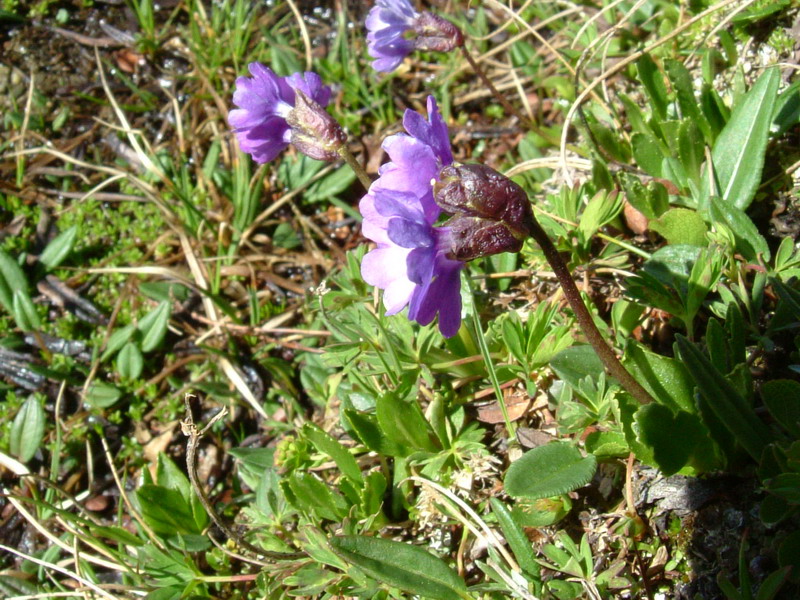 Primula glutinosa / Primula vischiosa