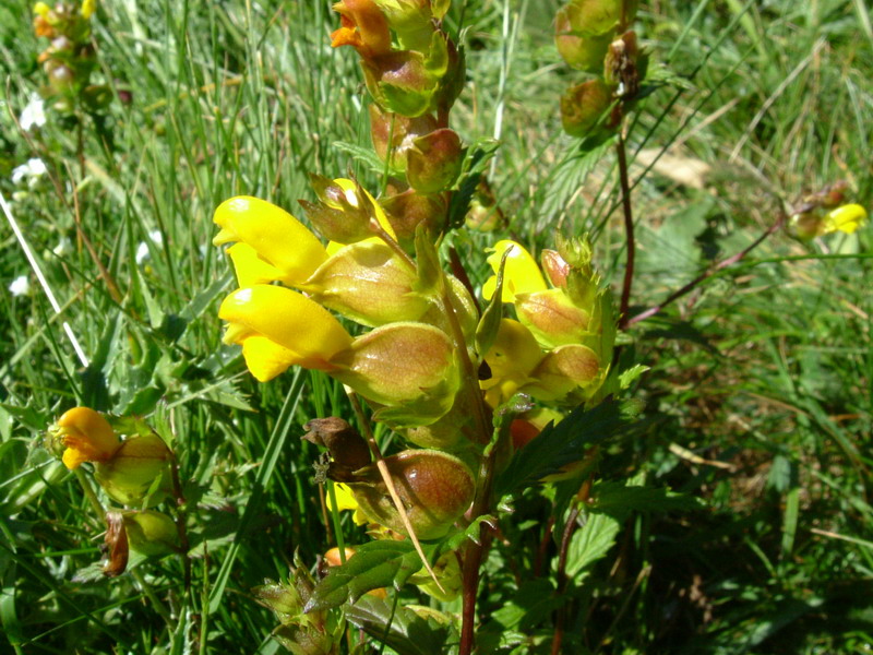 Fiore a becco - Rhinanthus sp.