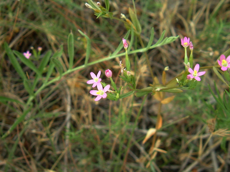 Centaurium erythraea sl. e foglie di Blackstonia sp.