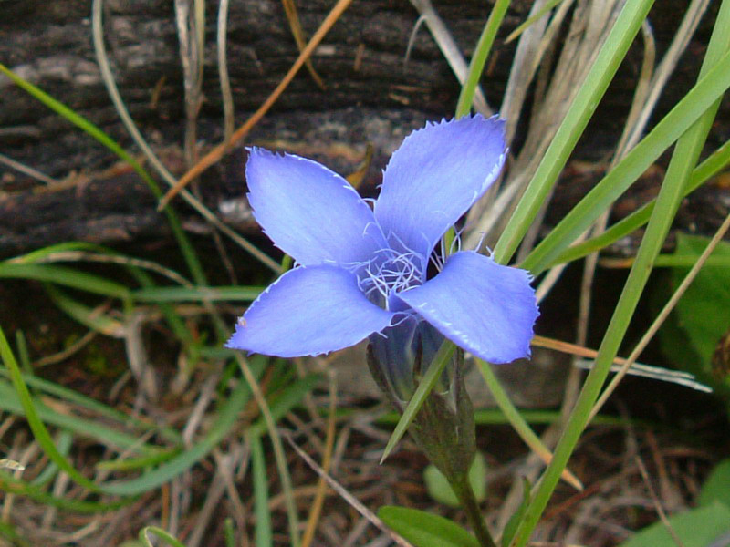 Gentianopsis ciliata / Genziana sfrangiata