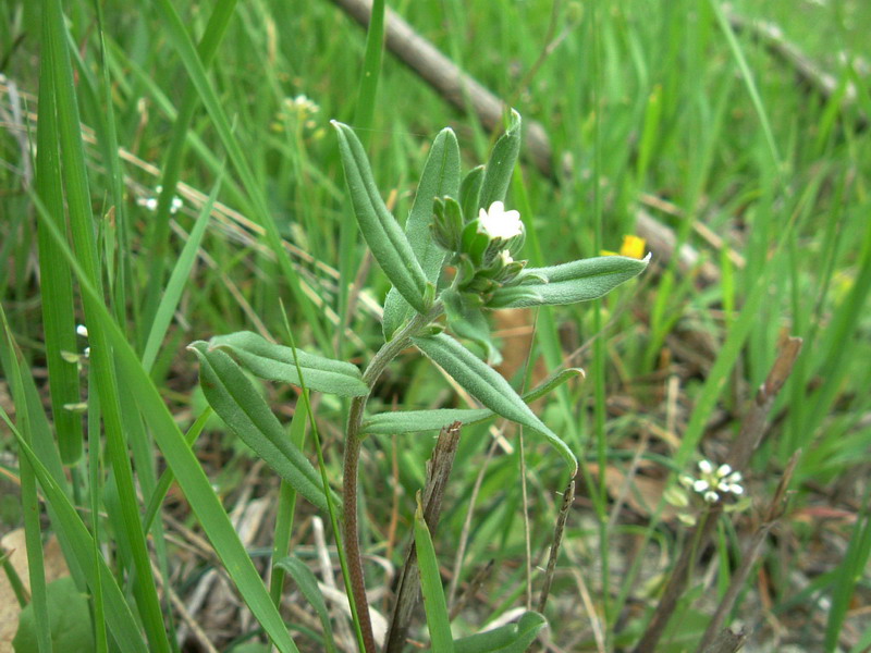 Da determinare 5 - Buglossoides arvensis