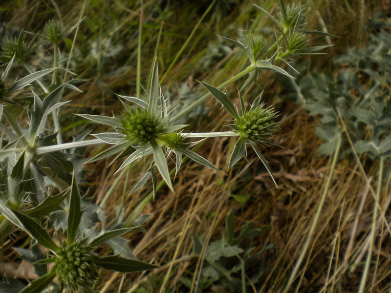 Eryngium campestre