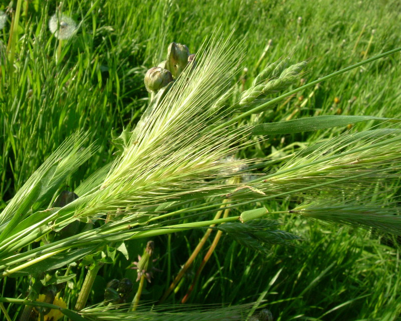 Hordeum murinum / Orzo selvatico