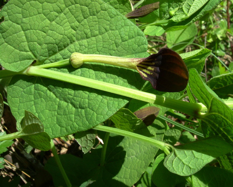 Aristolochia nera - Aristolochia rotunda