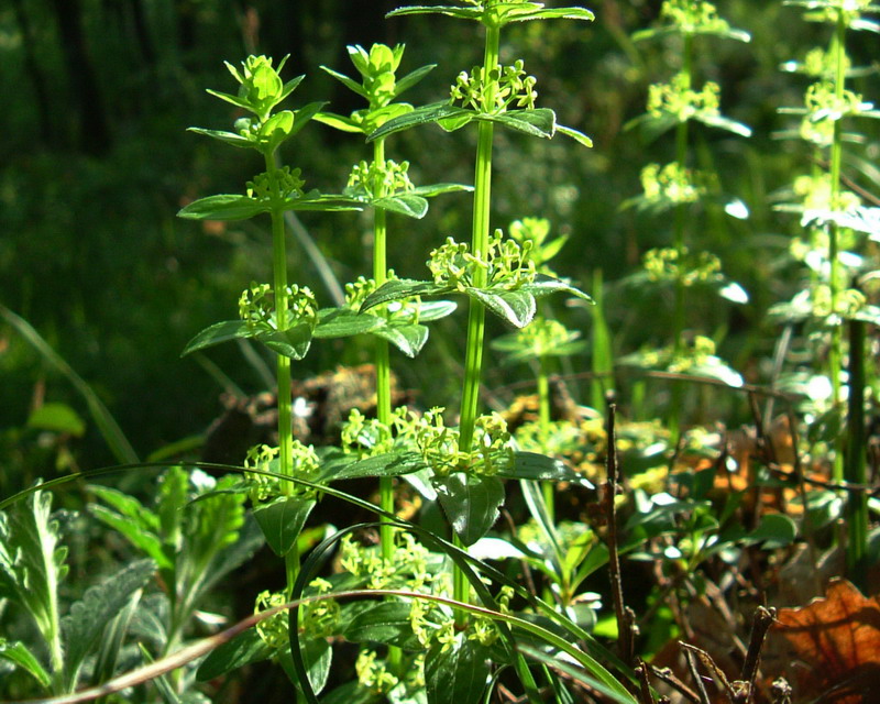 Cruciata glabra