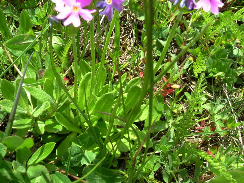 Primula farinosa / Primula farinosa