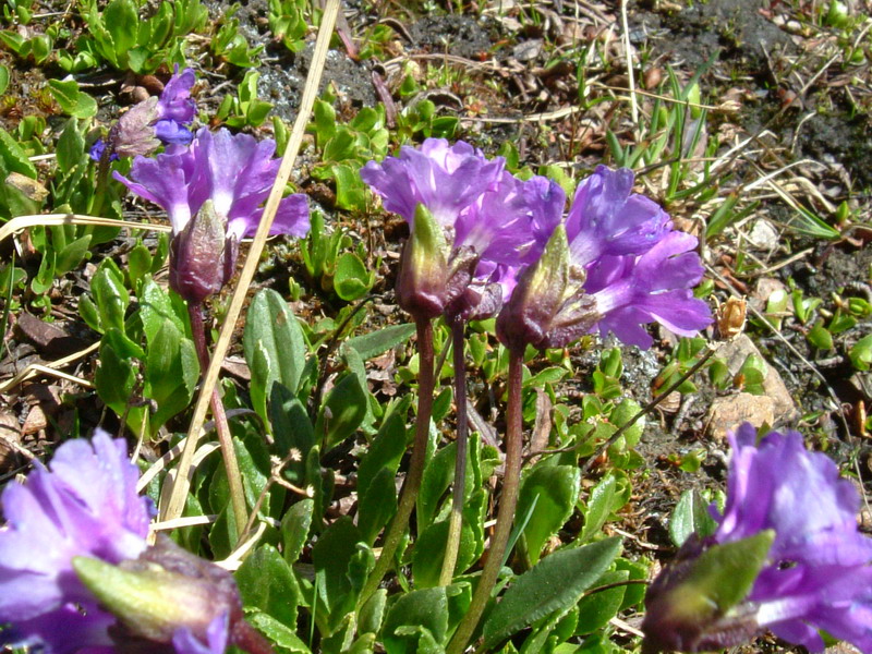Primula glutinosa / Primula vischiosa