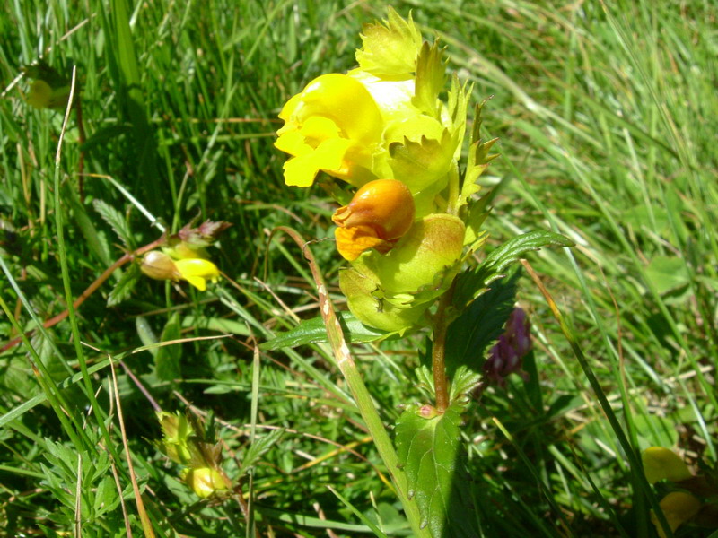 Fiore a becco - Rhinanthus sp.