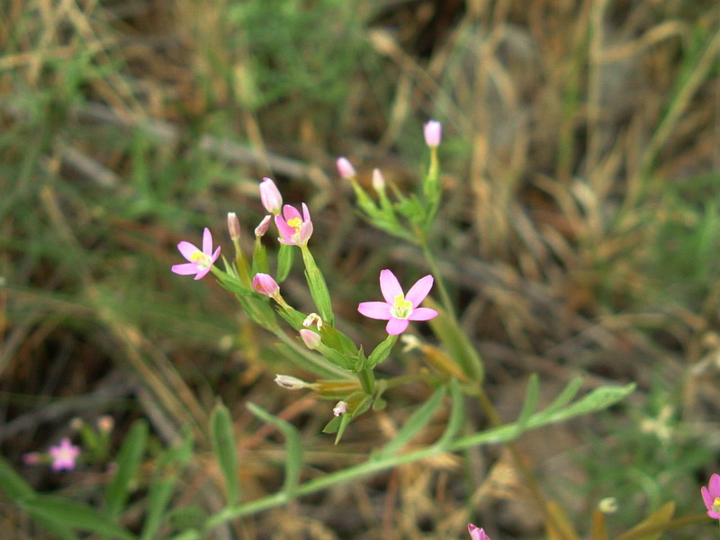 Centaurium erythraea sl. e foglie di Blackstonia sp.