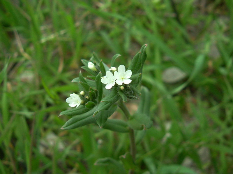 Da determinare 5 - Buglossoides arvensis