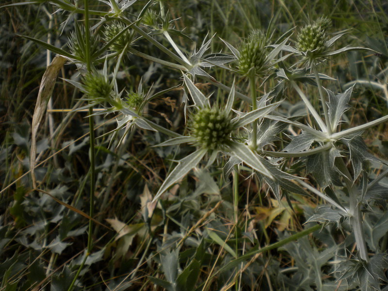 Eryngium campestre