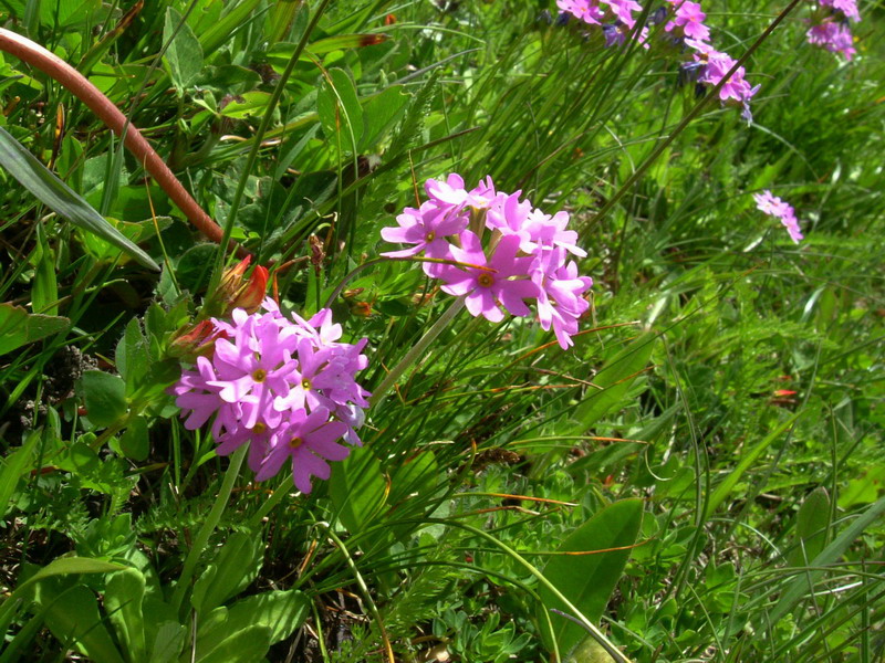 Primula farinosa / Primula farinosa