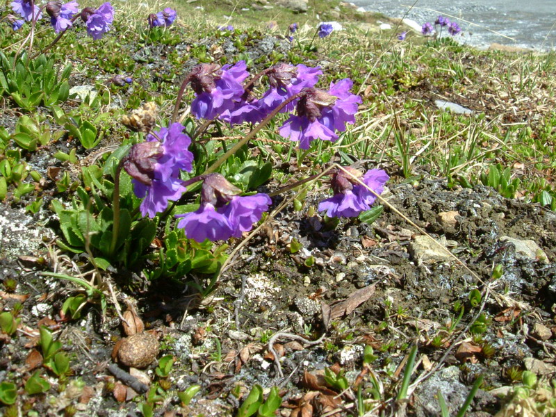 Primula glutinosa / Primula vischiosa