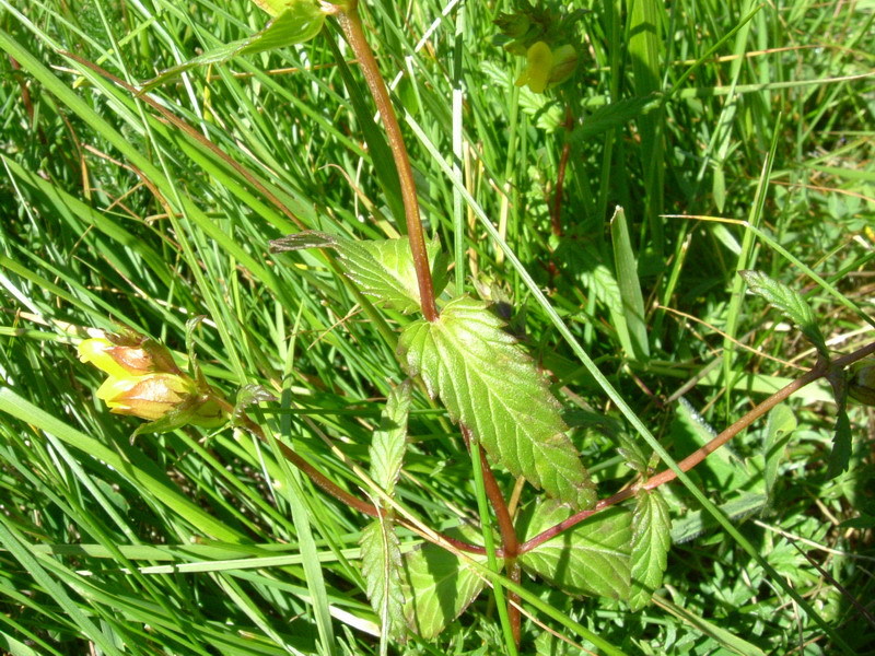 Fiore a becco - Rhinanthus sp.