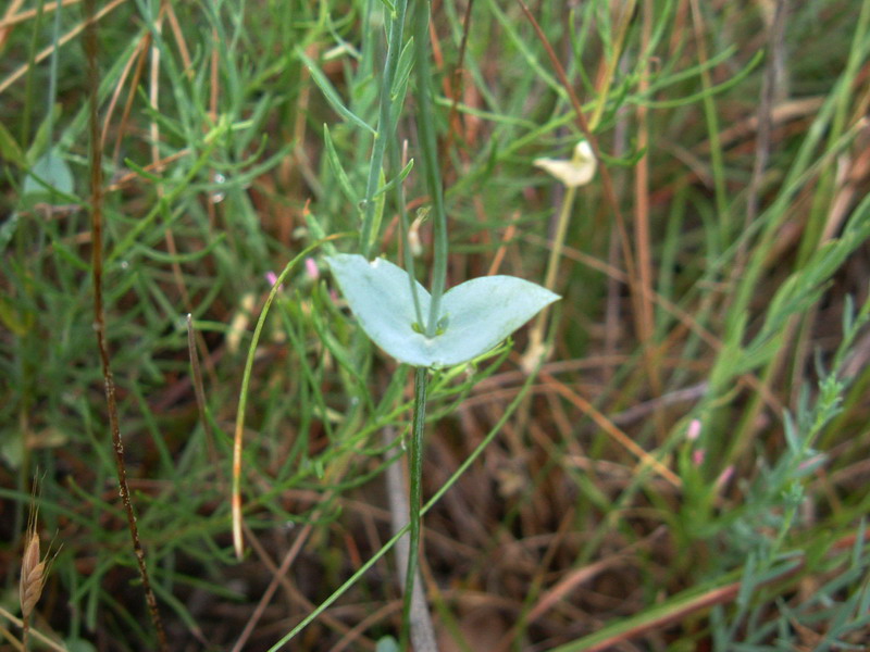 Centaurium erythraea sl. e foglie di Blackstonia sp.