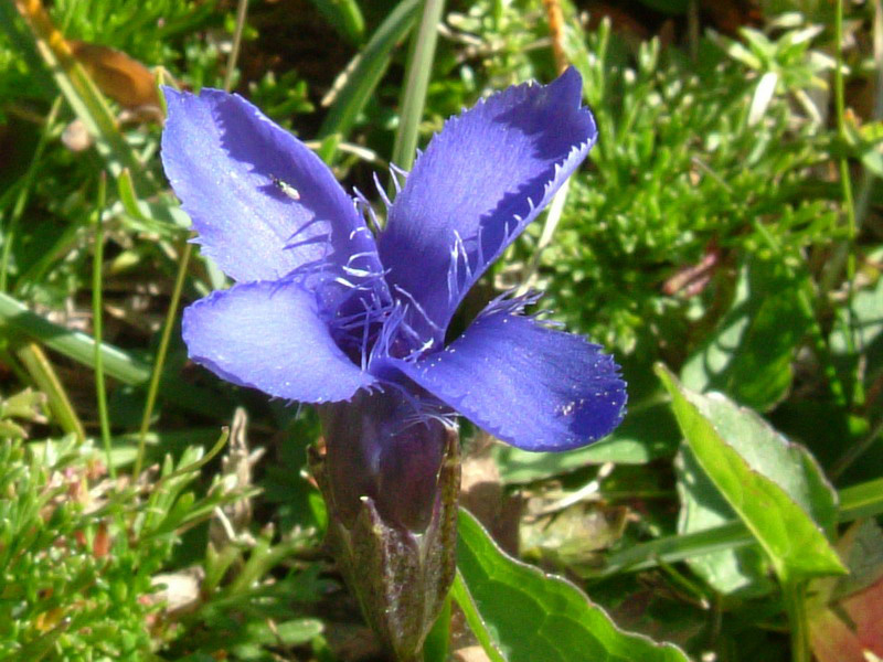 Gentianopsis ciliata / Genziana sfrangiata