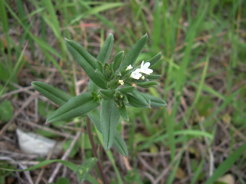 Da determinare 5 - Buglossoides arvensis