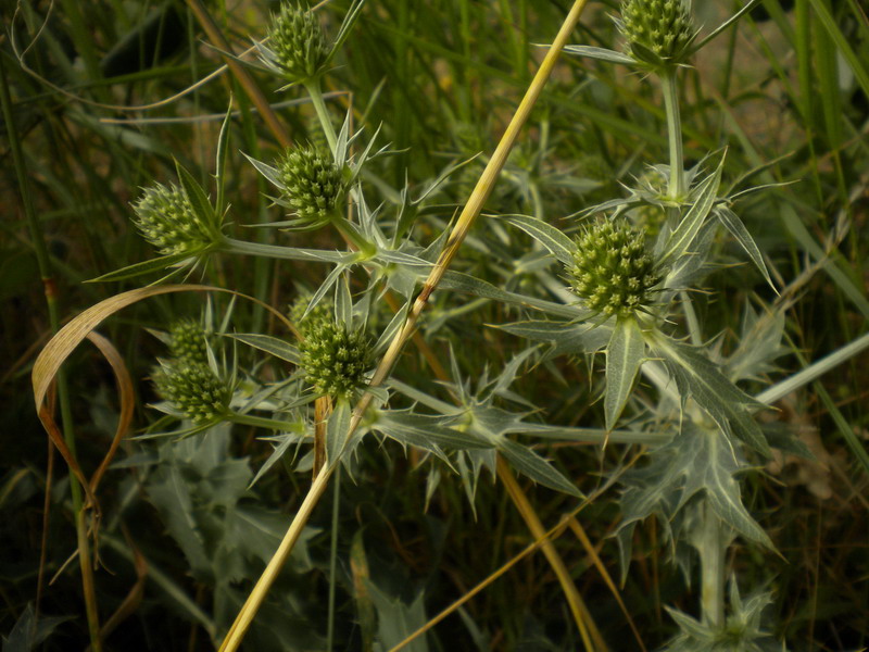 Eryngium campestre