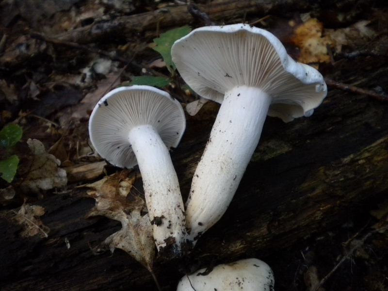 Hygrophorus