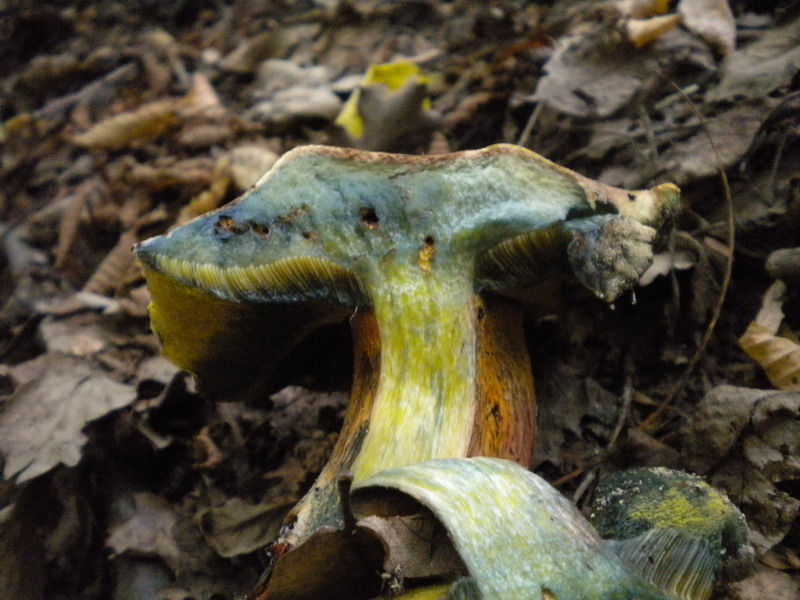 Boletus molto variabile