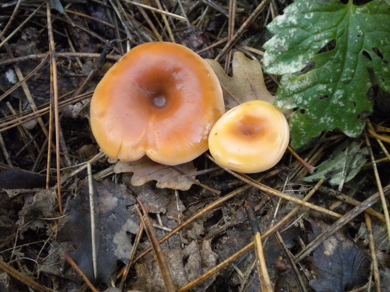 Clitocybe