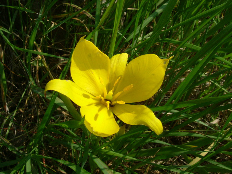 Tulipa sylvestris