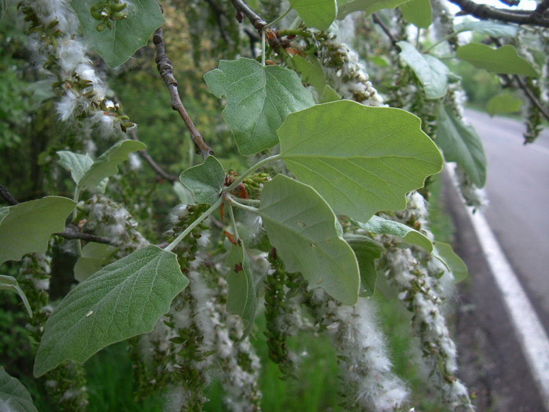 Populus alba