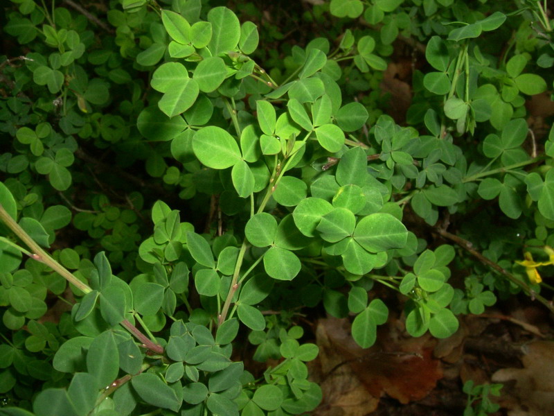 Cytisophyllum sessilifolium / Citiso a fg. sessili