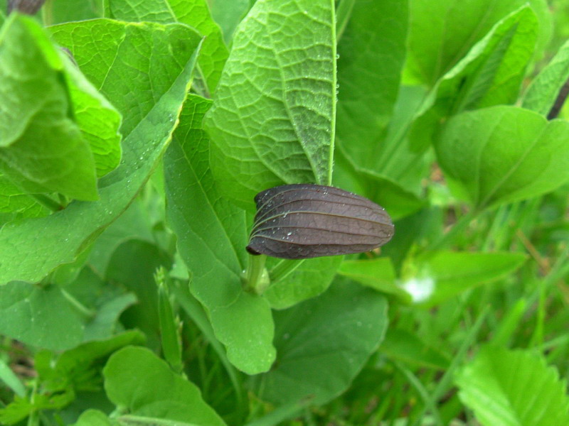 Aristolochia rotunda