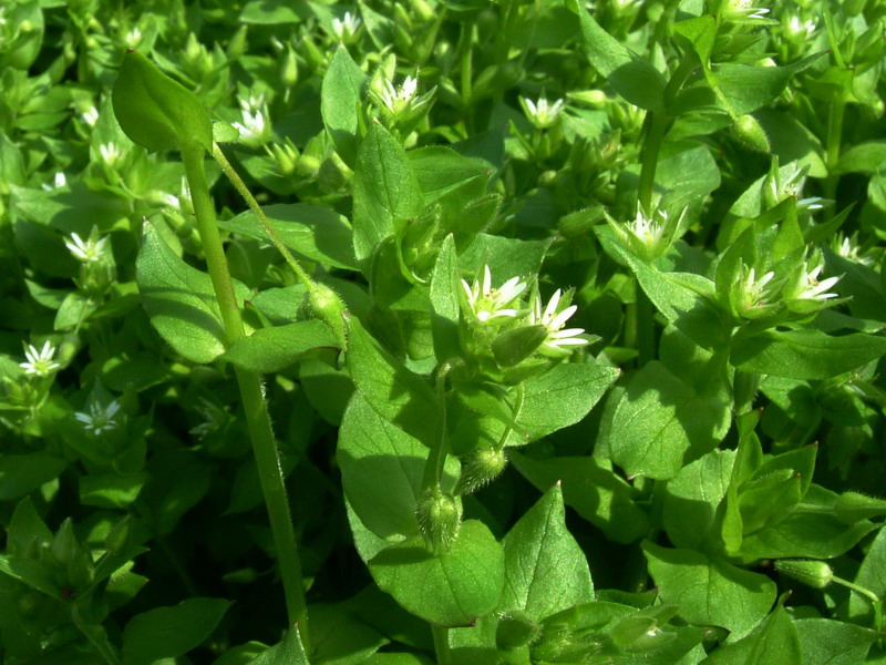 Tappeto verde - Stellaria media