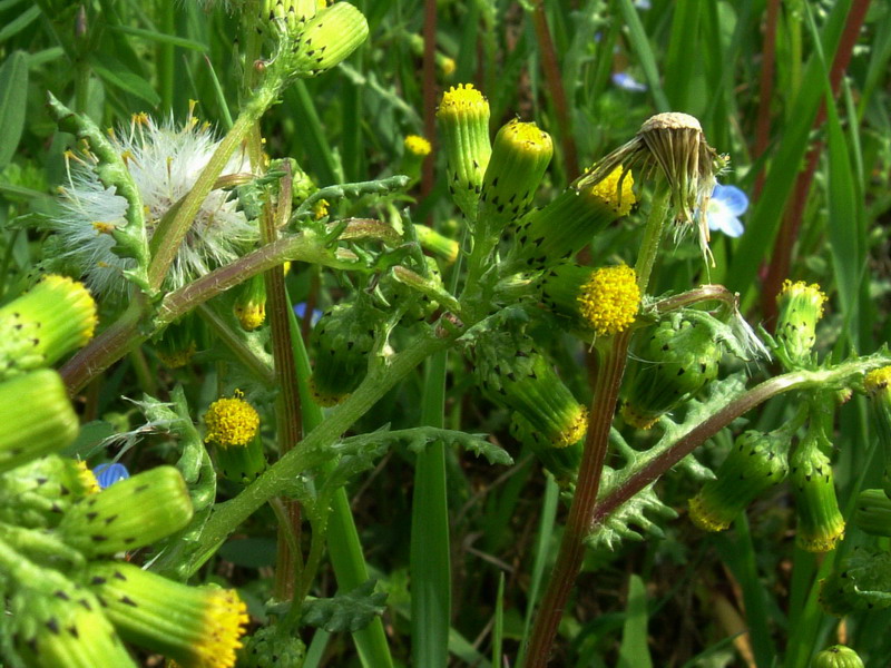 Senecio vulgaris / Senecione comune