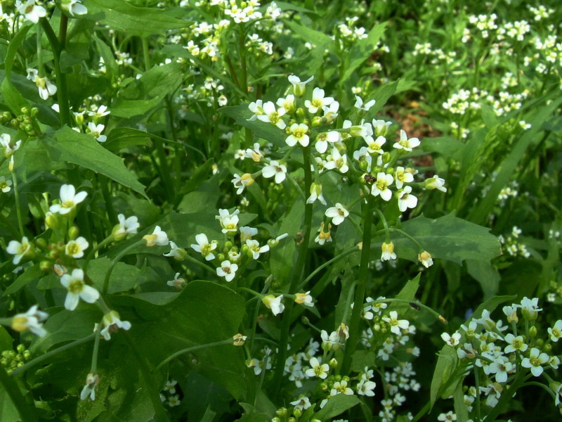 Calepina irregularis