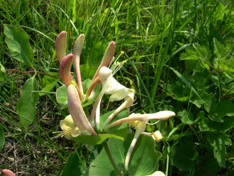 Lonicera implexa