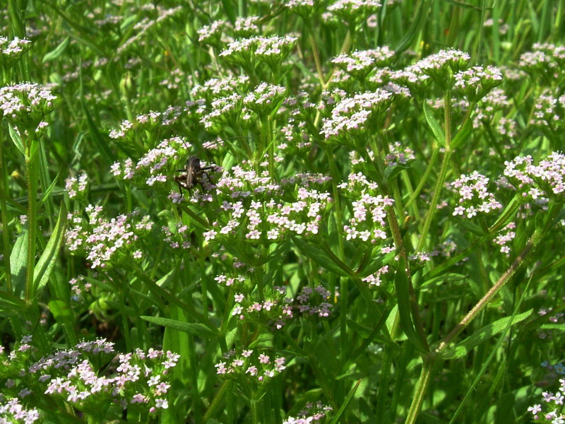 Valerianella sp.