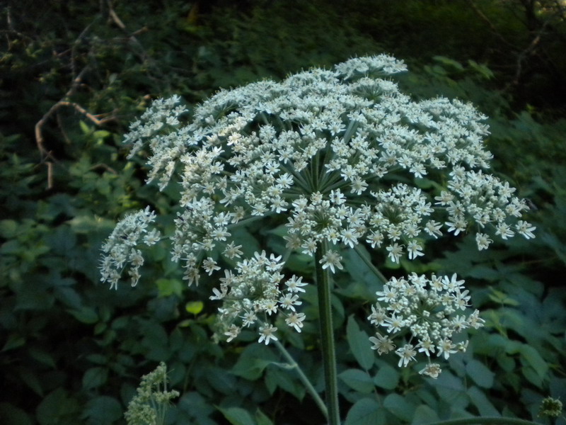 Imperatoria ostruthium / Imperatoria vera