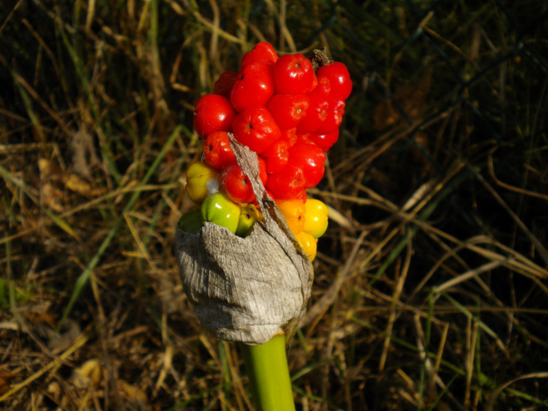 Arum italicum