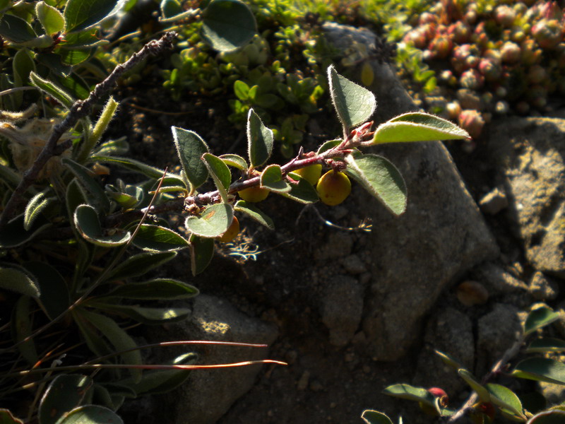 Da determinare: Cotoneaster integerrimus?