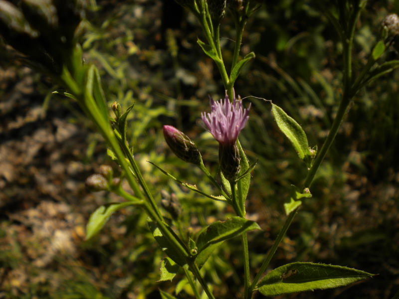 Serratula tinctoria