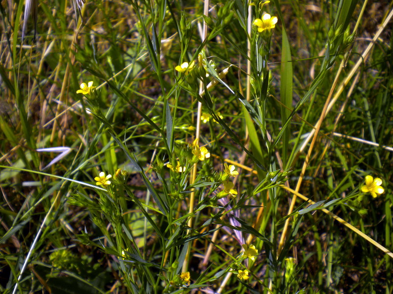 Linum strictum