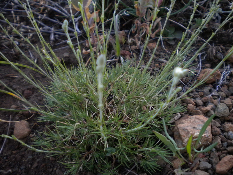 Cherleria (=Minuartia) laricifolia subsp. ophiolitica / Minuartia del serpentino