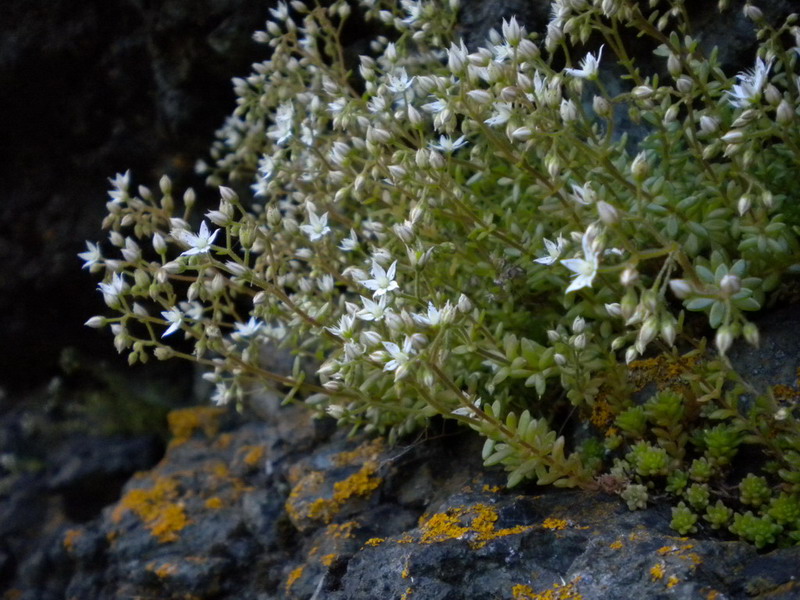 Sedum monregalense, Sedum album e Sedum sp.